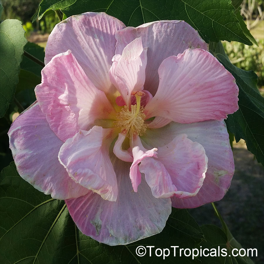 Hibiscus mutabilis, Confederate Rose, Cotton Rose, Common Rose Mallow