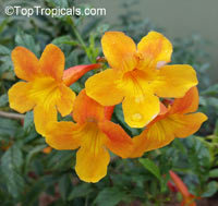 Tecoma alata, Tecoma elat, aTecoma guarume, Orange Trumpet Flower, Cahuato, Orange Bells, Yellow Bells