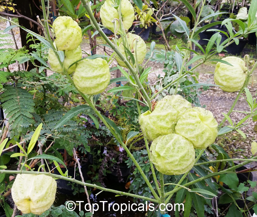 Gomphocarpus physocarpus, Asclepias physocarpa, Baloonplant, Cotton Bush, Swan Plant, Balloon Plant, Family Jewels Milkweed Tree