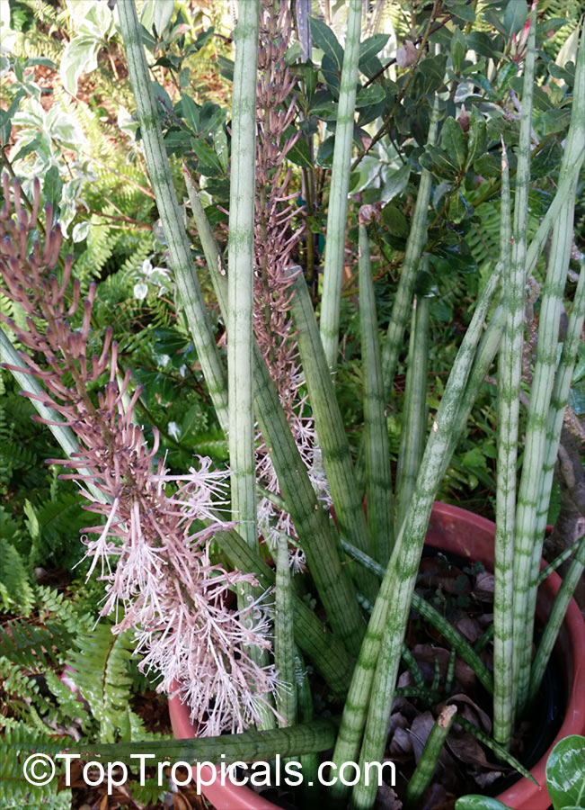 Sansevieria cylindrica, Sansevieria stuckyi, Snake Plant