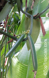 Vanilla planifolia (Ваниль) - растение