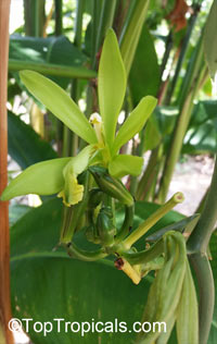 Vanilla planifolia, Vanilla fragrans, Madagascar Bourbon Vanilla Bean, French Vanilla, Vanilla Orchid

Click to see full-size image