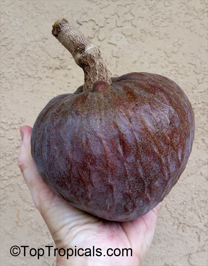 Annona reticulata - Custard Apple - Leo Zodiac plant