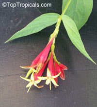 Spigelia marilandica, Indian Pink, Woodland Pinkroot

Click to see full-size image