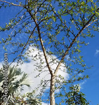 Operculicarya decaryi, Jabily, Elephant Tree

Click to see full-size image
