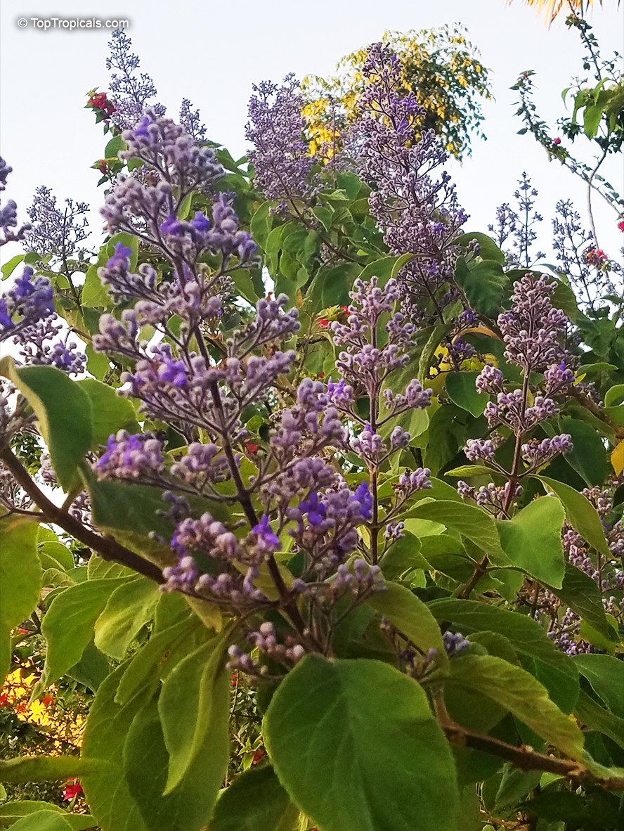 Cornutia grandifolia, Tropical Lilac, African Lilac, Jamaican Lilac