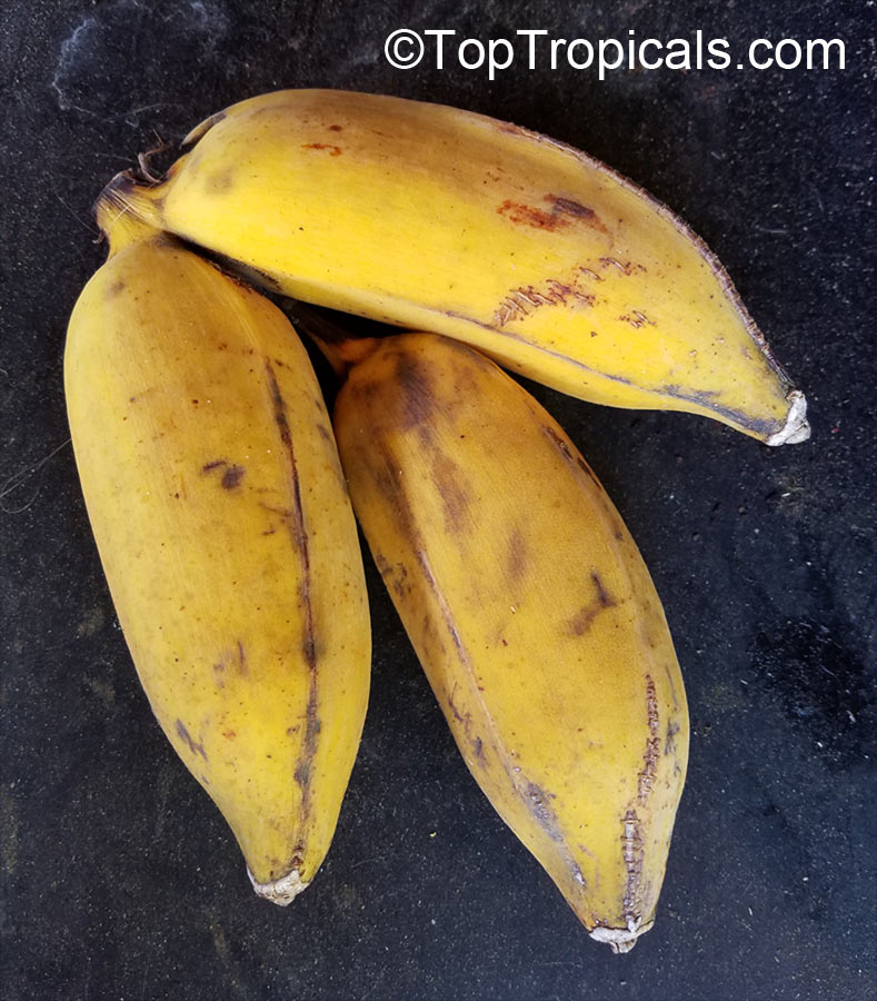 Musa sp., Banana, Bananier Nain, Canbur, Curro, Plantain
