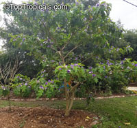 Solanum macranthum, Solanum wrightii, Giant Potato Tree

Click to see full-size image
