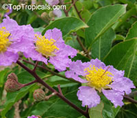 Lagerstroemia speciosa, Lagerstroemia flos reginae, Queens Crape Myrtle, Queens flower, Pride of India, Banaba.