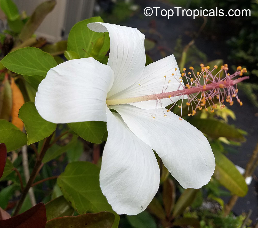 Hibiscus arnottianus, Hawaiian White Hibiscus, Hau hele, O'ahu White Hibiscus