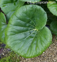 Farfugium japonicum, Leopard Plant, Green Leopard Plant

Click to see full-size image
