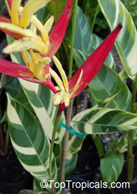 Heliconia psittacorum, Bihai psittacorum, Parrot's heliconia, Heliconia, Parakeet Flower

Click to see full-size image