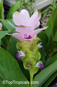 Curcuma alismatifolia, Siam Tulip

Click to see full-size image