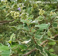 Vitex trifolia Variegata, Variegated Arabian Lilac

Click to see full-size image