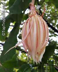 Epiphyllum oxypetalum, Belle de Nuit, Lady of the Night, Queen of the Night, Night blooming Cereus, Dutchman's Pipe

Click to see full-size image