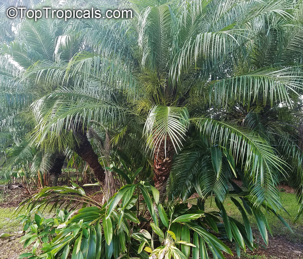 Phoenix roebelenii, Pigmy Date Palm