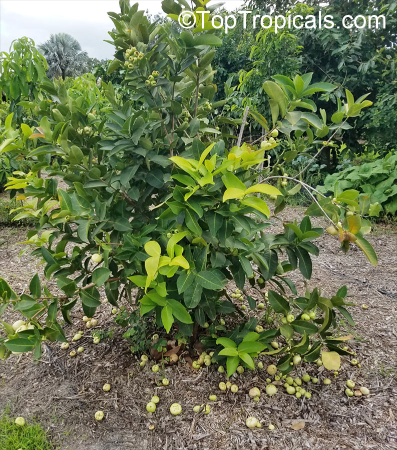 Syzygium malaccense, Eugenia malaccensis, Jambos malaccensis, Malay Apple, Macopa, Otaheite Apple, Pomarosa, Manzana. Syzygium malaccensis Blanca