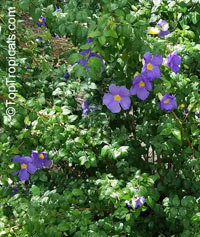 Thunbergia erecta, King&apos;s Mantle, Bush Clock Vine