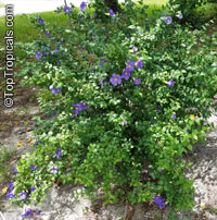 Thunbergia erecta, King's Mantle, Bush Clock Vine

Click to see full-size image
