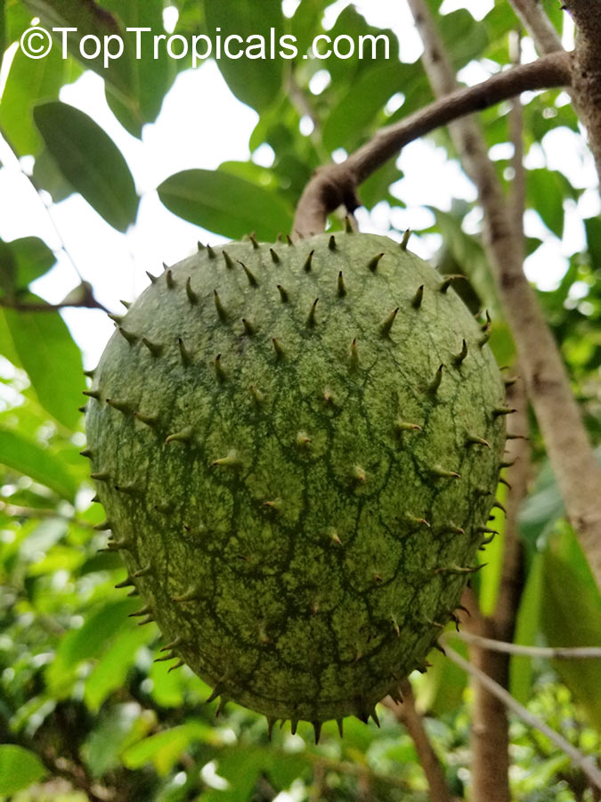 Annona montana - Mountain Soursop spiny fruit