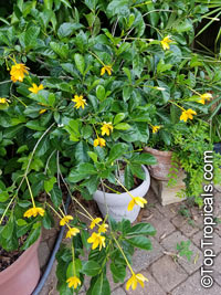 Gardenia tubifera Kula, Gardenia pfordii, Golden Gardenia, Kedah Gardenia

Click to see full-size image