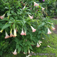Brugmansia sp., Angels Trumpet

Click to see full-size image