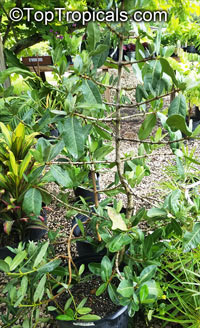 Garcinia livingstonei, Lowveld Mangosteen, Imbe, Rheedia

Click to see full-size image