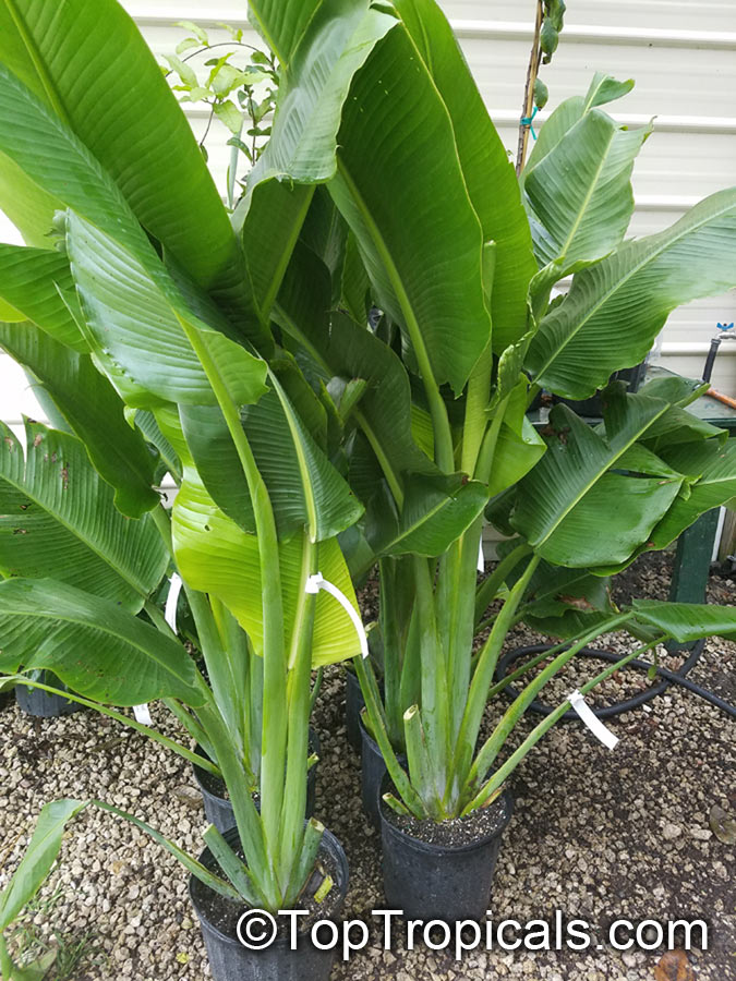 Ravenala Madagascariensis, Traveller's Palm – Greentize