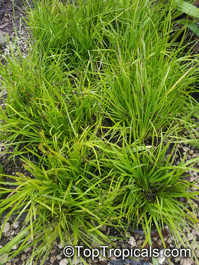 Sisyrinchium sp., Blue-eyed Grass, Golden-eyed Grass, Yellow-eyed Grass. Sisyrinchium bellum