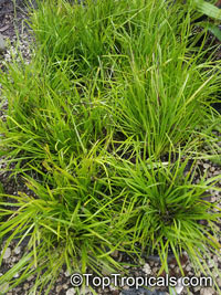 Sisyrinchium sp., Blue-eyed Grass, Golden-eyed Grass, Yellow-eyed Grass

Click to see full-size image
