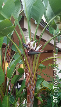 Strelitzia nicolai, Giant Bird of Paradise, White Bird of Paradise

Click to see full-size image
