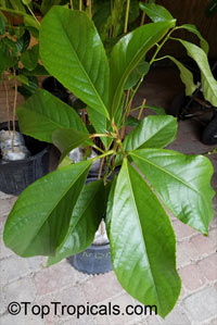 Baccaurea dulcis, Rambai, Kampuduang, Menteng

Click to see full-size image