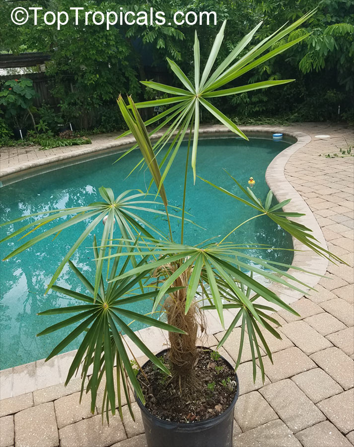 Coccothrinax crinita, Old Man Palm, Thatch Palm