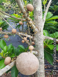 Pouteria sapota, Mamey, Mamey Sapote

Click to see full-size image