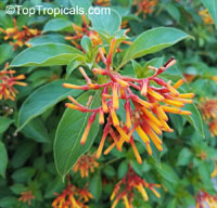 Hamelia patens, Fire Bush, Firecracker Plant

Click to see full-size image