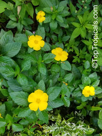 Turnera ulmifolia, Turnera angustifolia, Turnera diffusa , Yellow Alder, Sundrops, Damiana

Click to see full-size image
