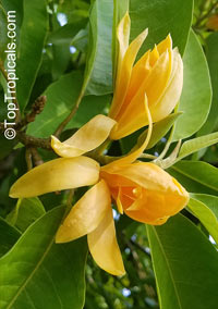 Magnolia champaca, Michelia champaca, Joy Perfume Tree, Huang Yu Lan, Safa

Click to see full-size image