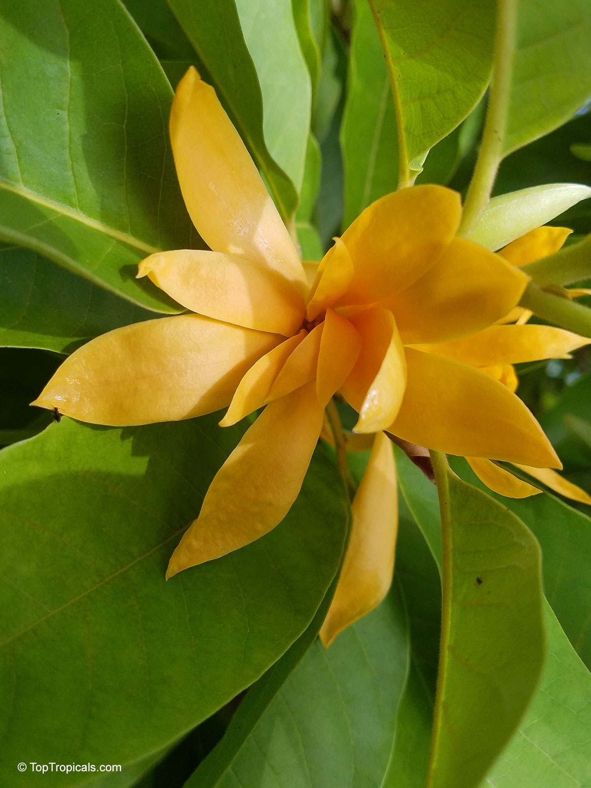 Magnolia champaca, Michelia champaca, Joy Perfume Tree, Huang Yu Lan, Safa Magnolia champaca, Michelia champaca, Joy Perfume Tree, Huang Yu Lan, Safa