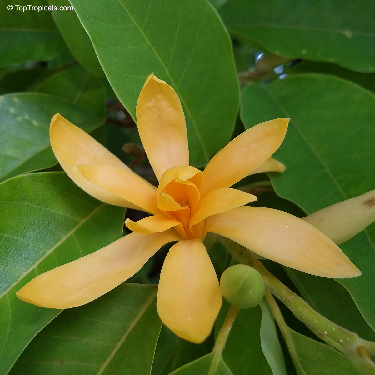 Magnolia champaca, Michelia champaca, Joy Perfume Tree, Huang Yu Lan, Safa Magnolia champaca, Michelia champaca, Joy Perfume Tree, Huang Yu Lan, Safa