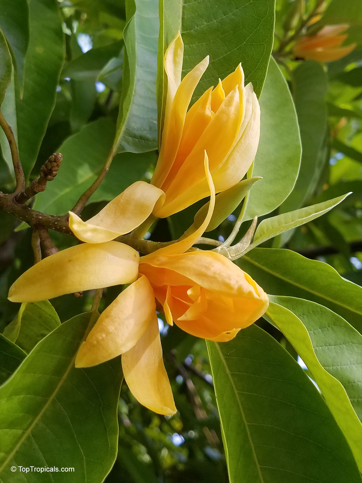 Magnolia champaca, Michelia champaca, Joy Perfume Tree, Huang Yu Lan, Safa Magnolia champaca, Michelia champaca, Joy Perfume Tree, Huang Yu Lan, Safa