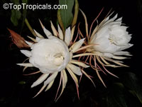 Epiphyllum angulier (Эпифиллум угловатый) - растение