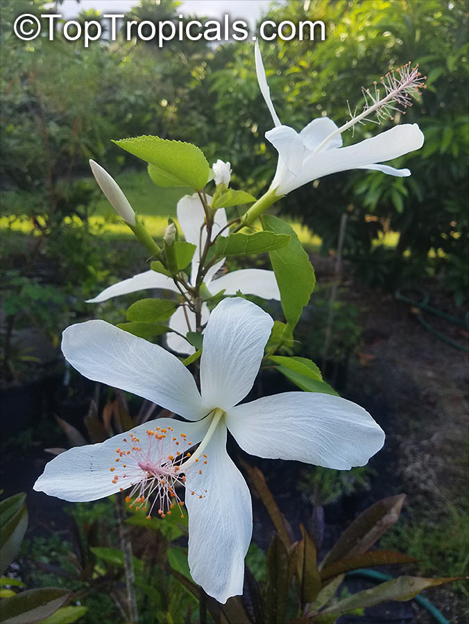 Hibiscus arnottianus, Hawaiian White Hibiscus, Hau hele, O'ahu White Hibiscus