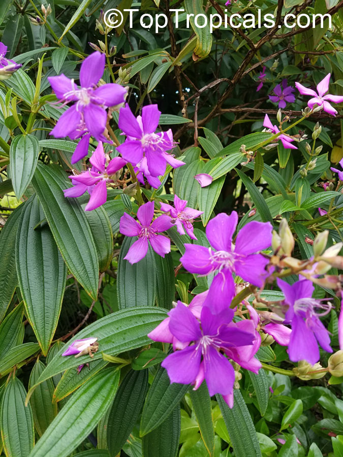 Tibouchina Granulosa - purple glory tree for sale South Florida 🌳