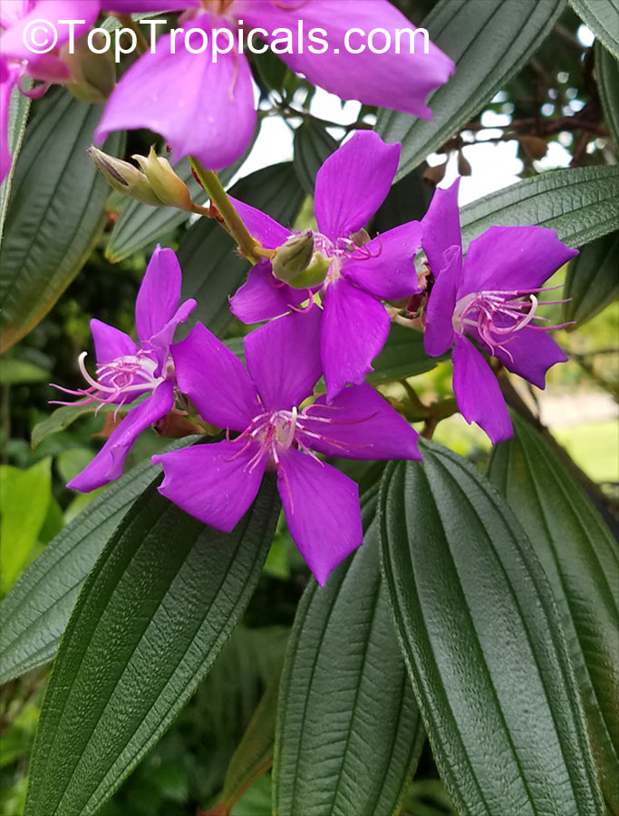 Tibouchina Granulosa - purple glory tree for sale South Florida 🌳