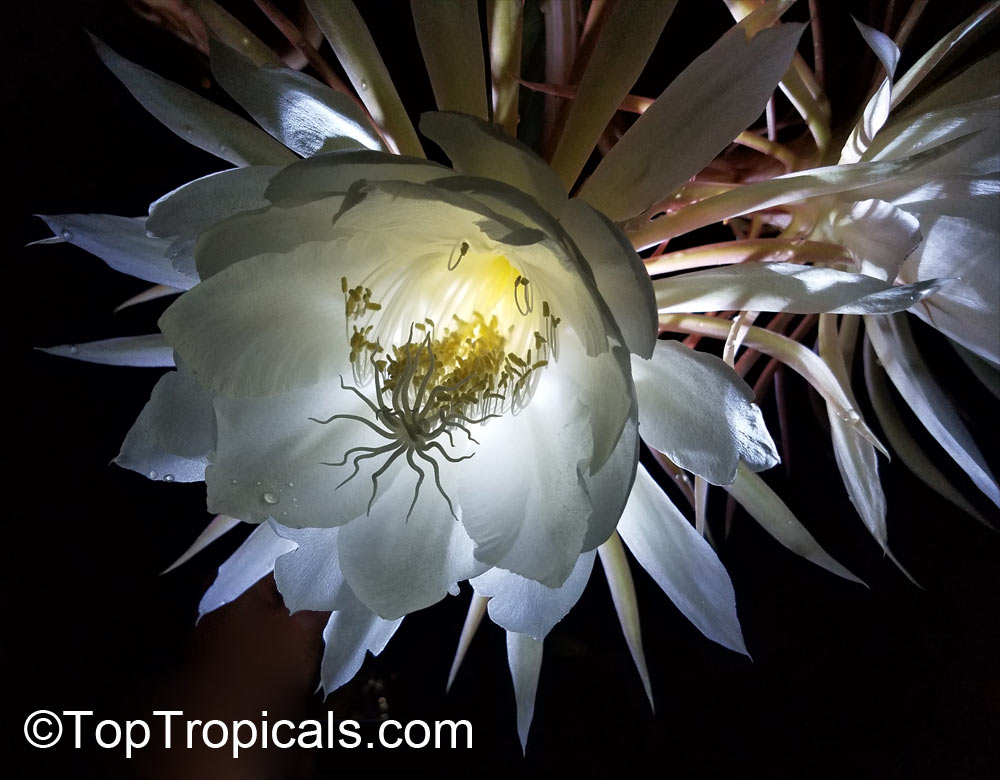 Epiphyllum oxypetalum, Belle de Nuit, Lady of the Night, Queen of the Night, Night blooming Cereus, Dutchman's Pipe