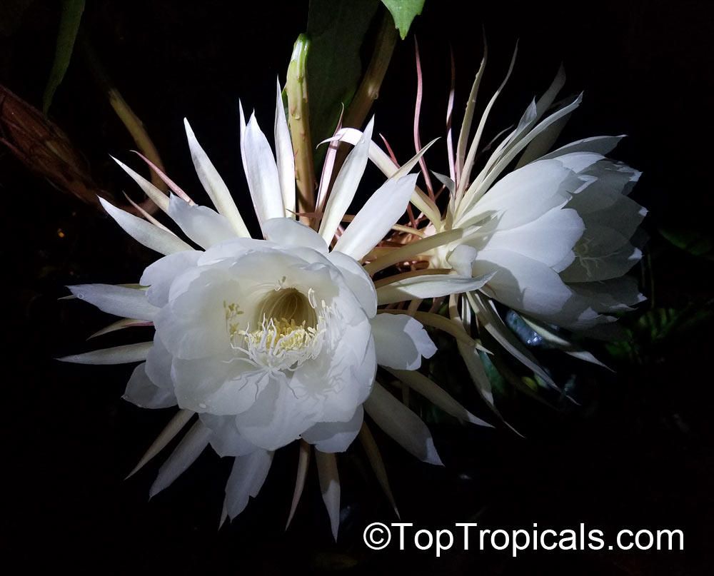 Epiphyllum oxypetalum, Belle de Nuit, Lady of the Night, Queen of the  Night, Night blooming Cereus,