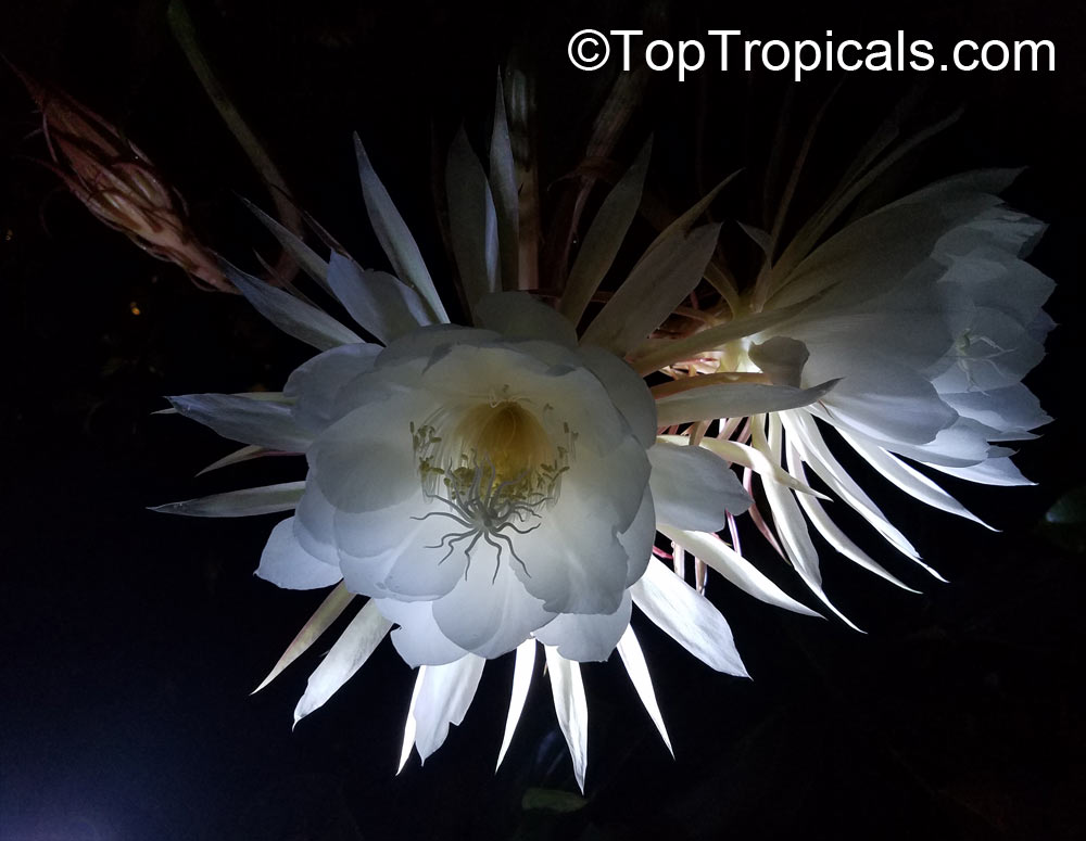 Epiphyllum oxypetalum - Queen of the Night