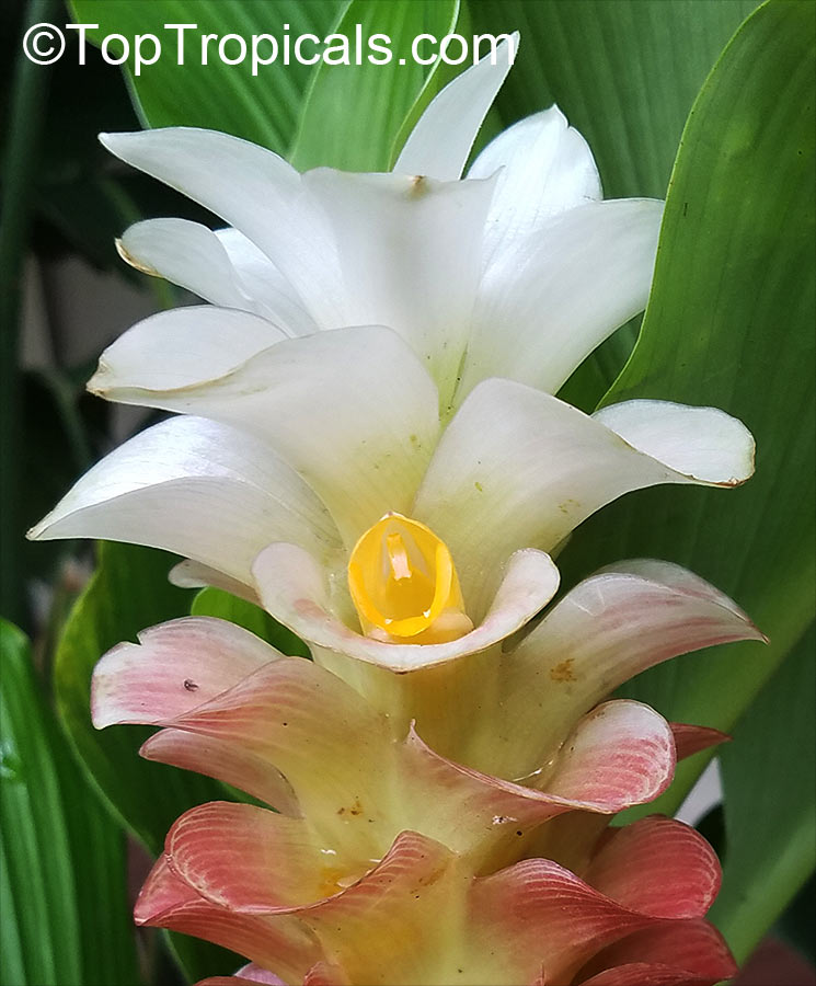 Curcuma sp., Turmeric, Siam Tulip