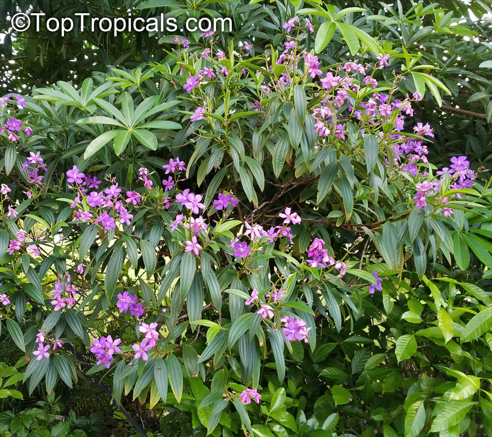 Tibouchina Granulosa - purple glory tree for sale South Florida