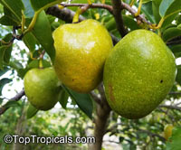 Annona sp., Golden Sugar Apple, Pineapple Sugar Apple, Honey Sugar Apple

Click to see full-size image